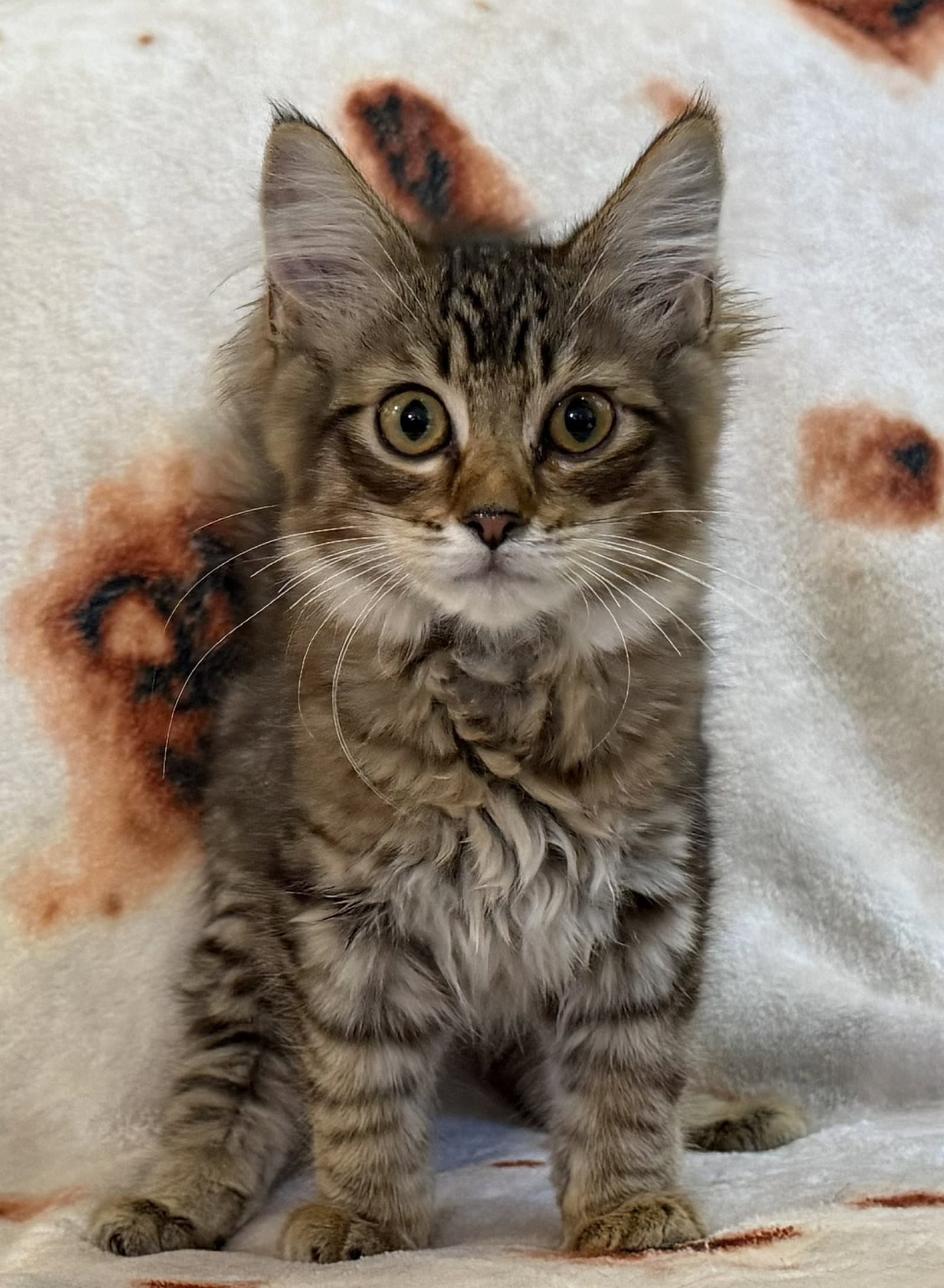 Samson Seibold - Domestic Short Hair