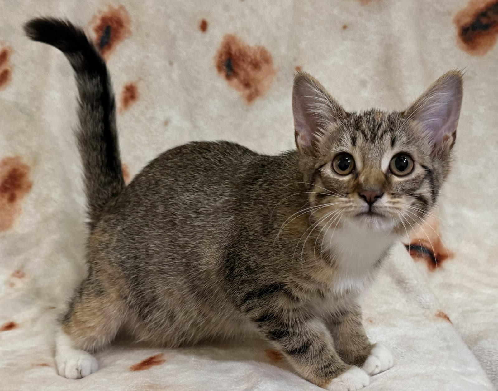 Delilah Seibold - Domestic Short Hair