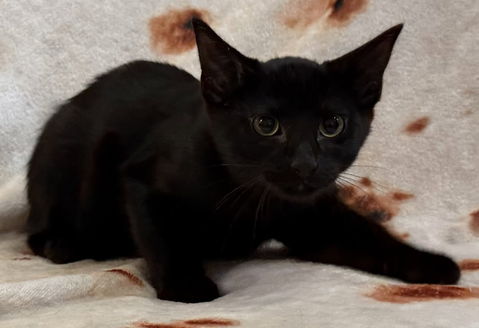 Casper - Domestic Short Hair
