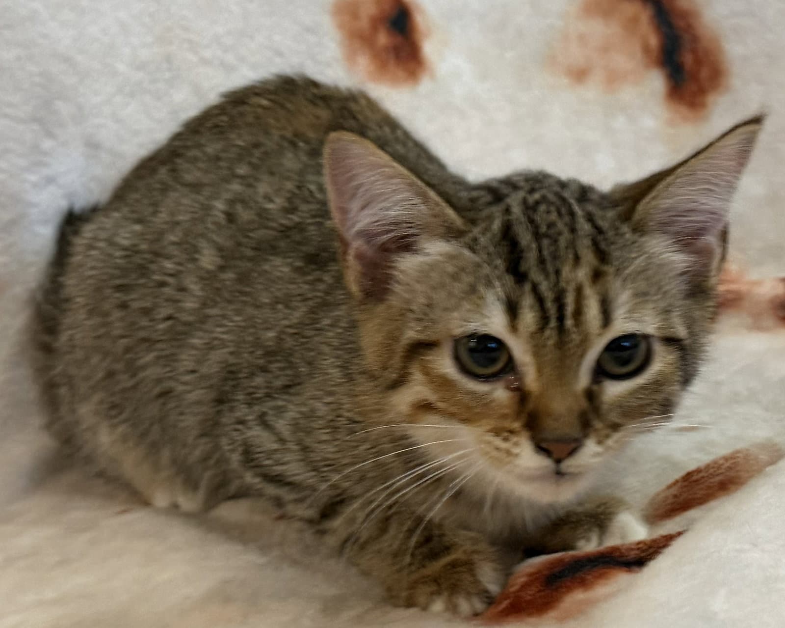 Doralee - Domestic Short Hair