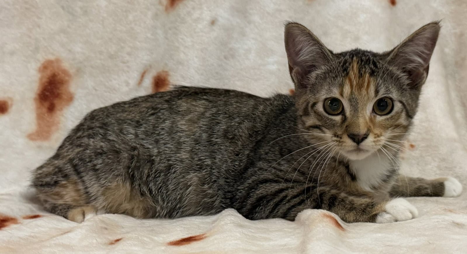 Violet - Domestic Short Hair
