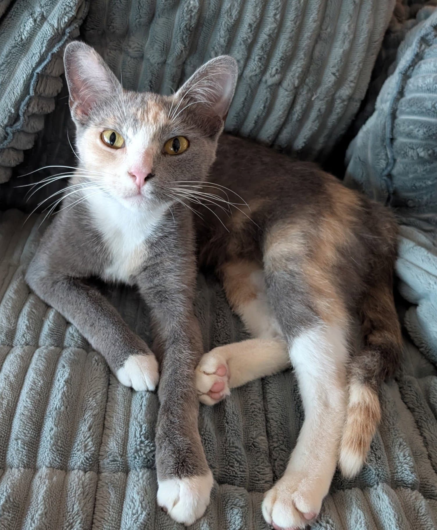Keko - Domestic Short Hair