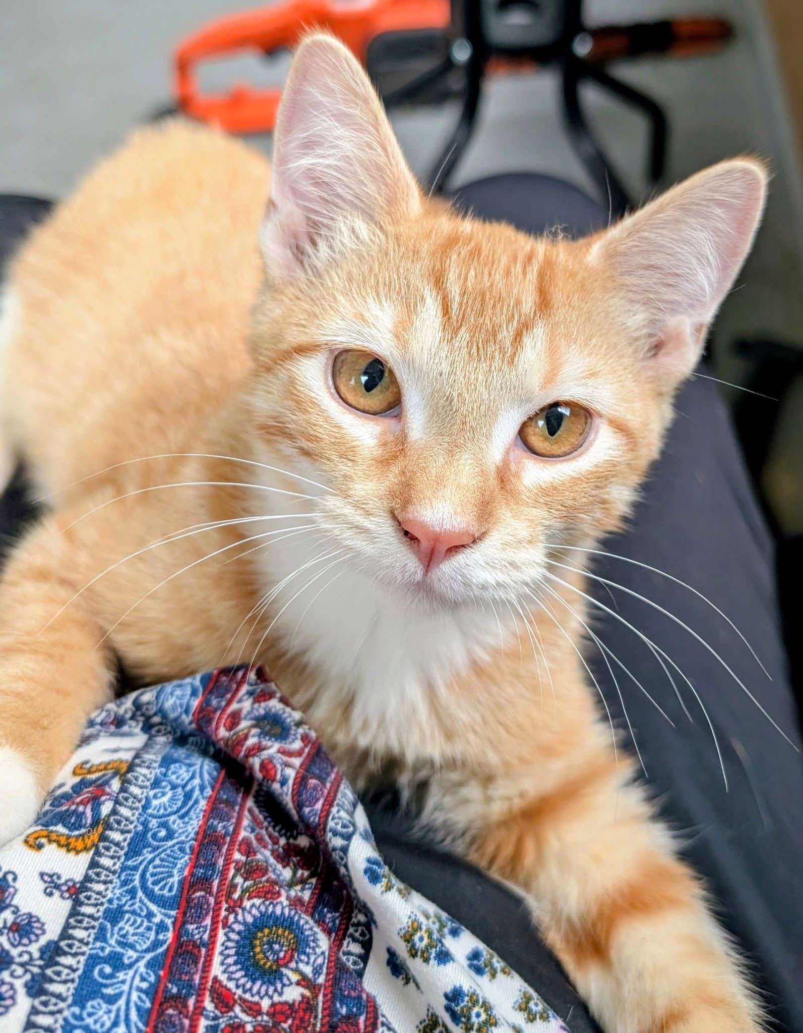 Garfield - Domestic Short Hair