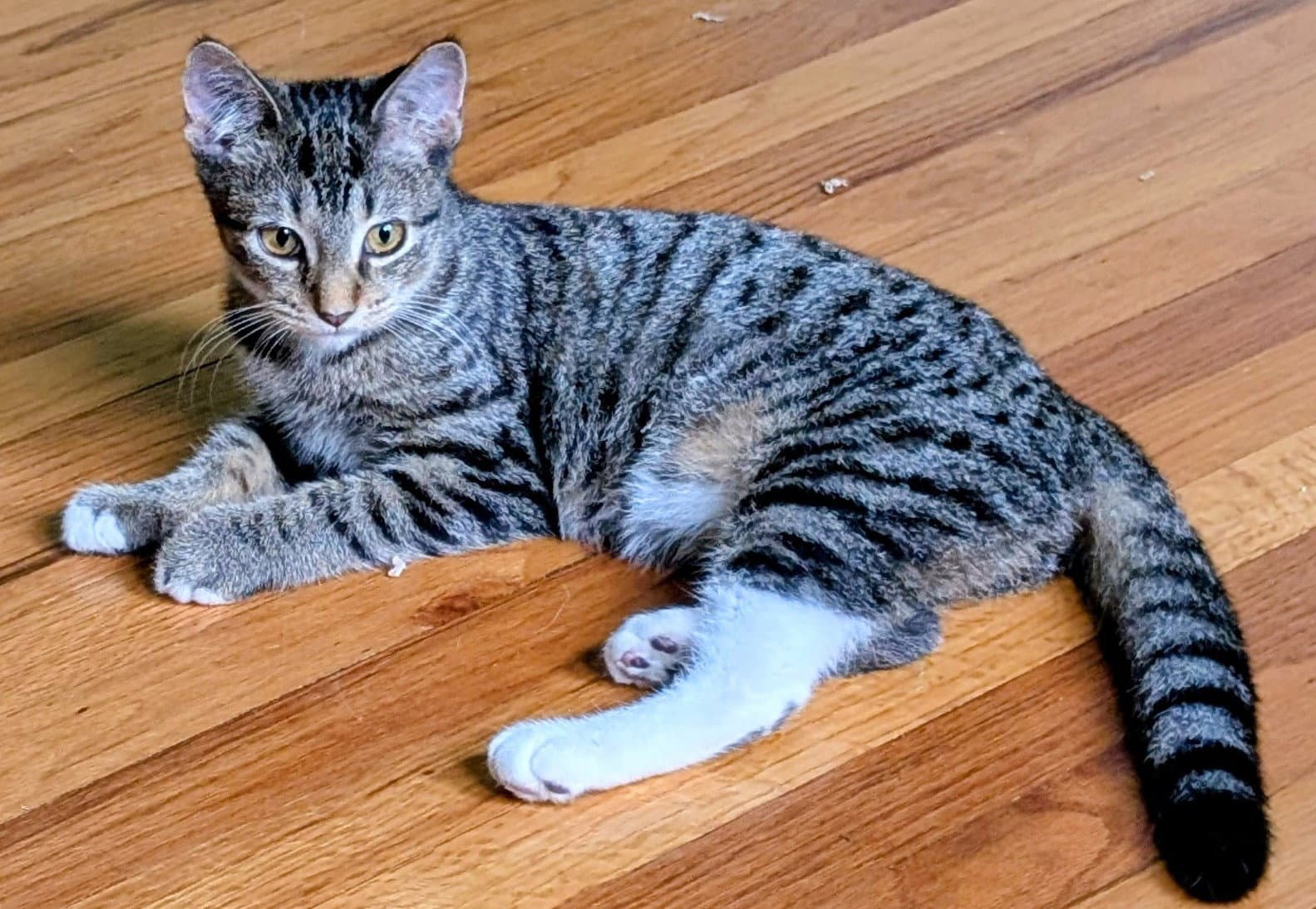 Matilda - Domestic Short Hair