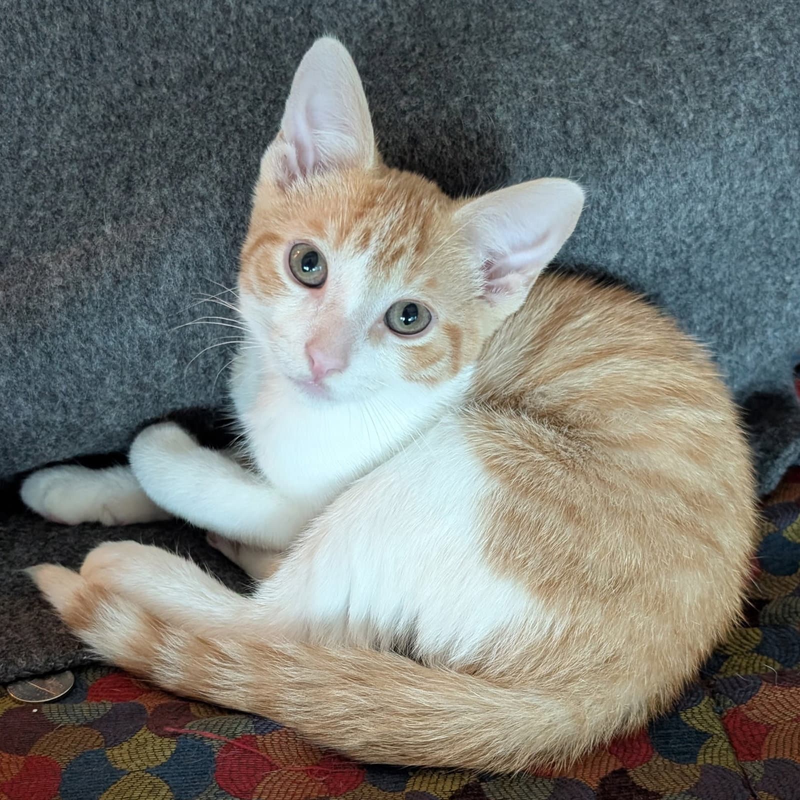 Raul - Domestic Short Hair