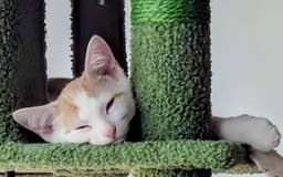 Oliver image 1