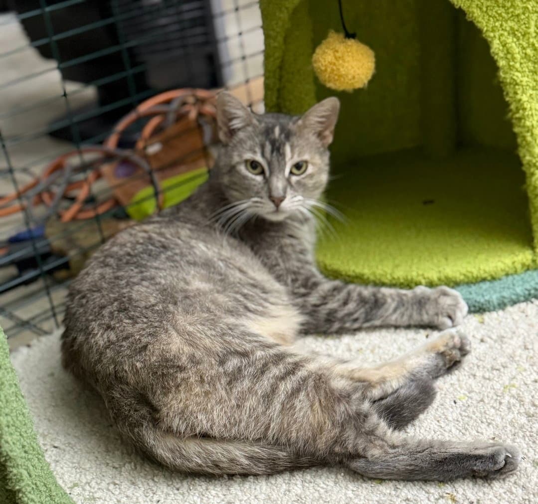 Tortellini - Domestic Short Hair