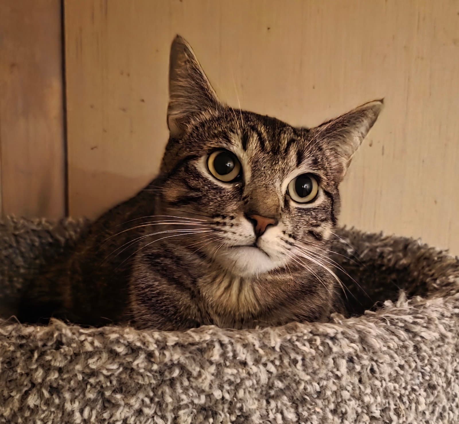 Dylan - Domestic Short Hair