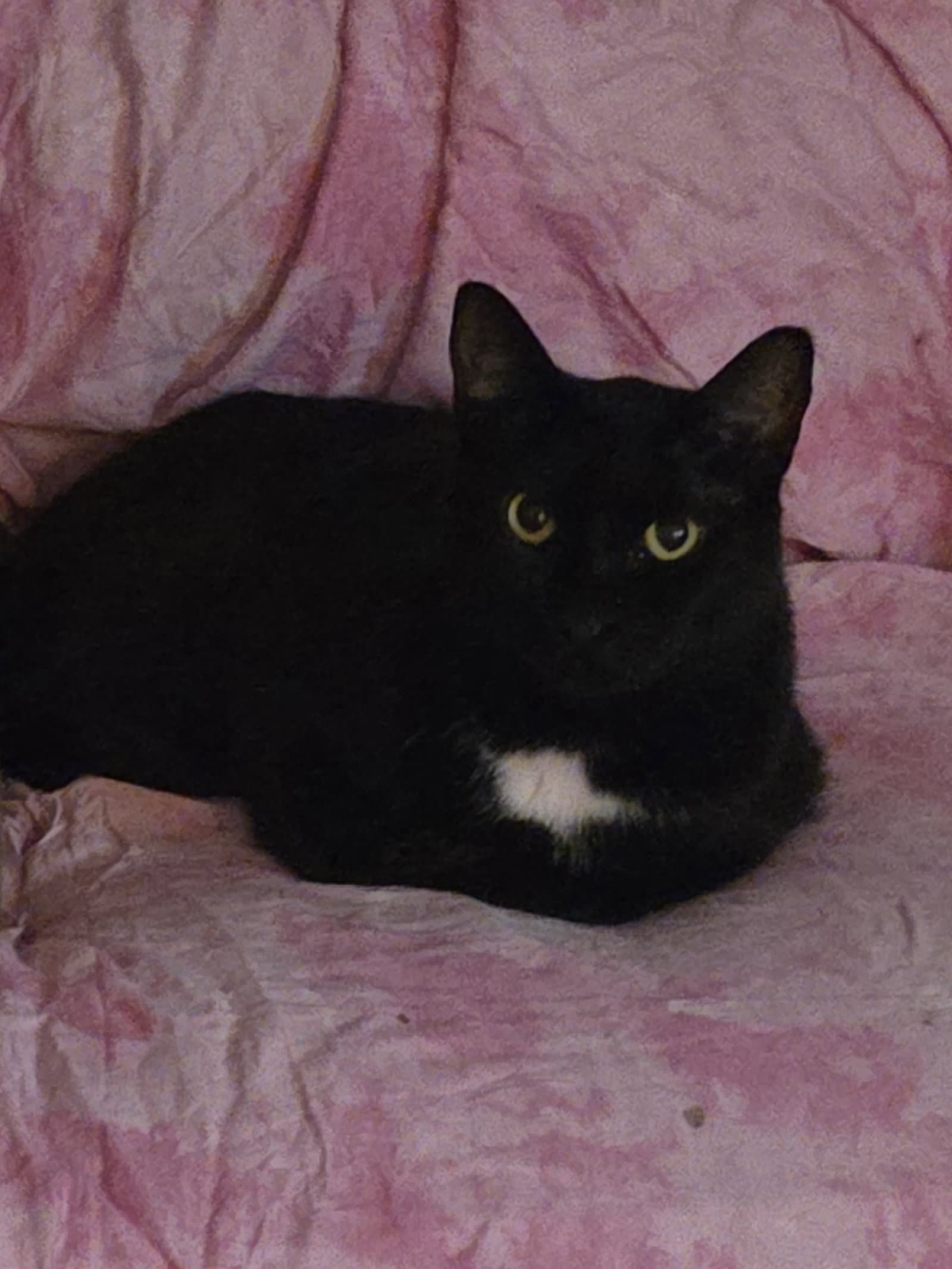 Pantera Male - Domestic Short Hair