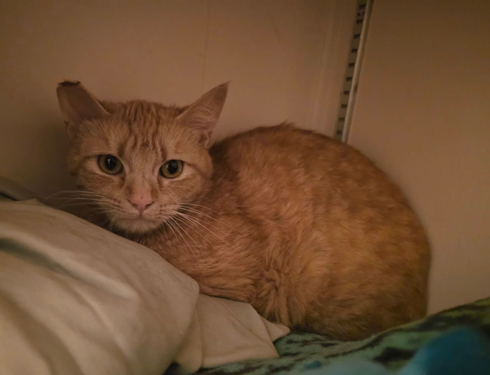 Cheez - Domestic Short Hair