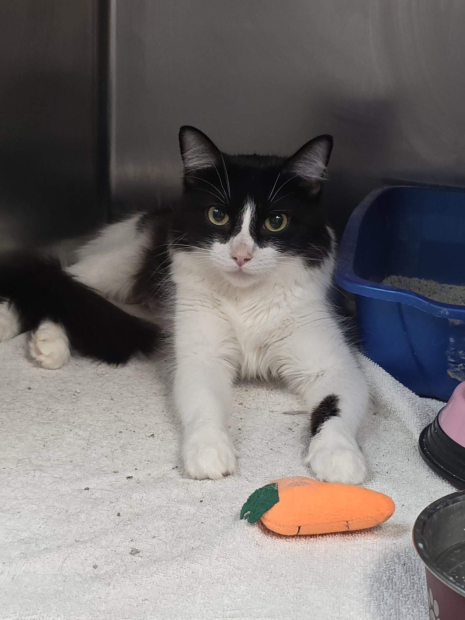 Stella - Domestic Long Hair