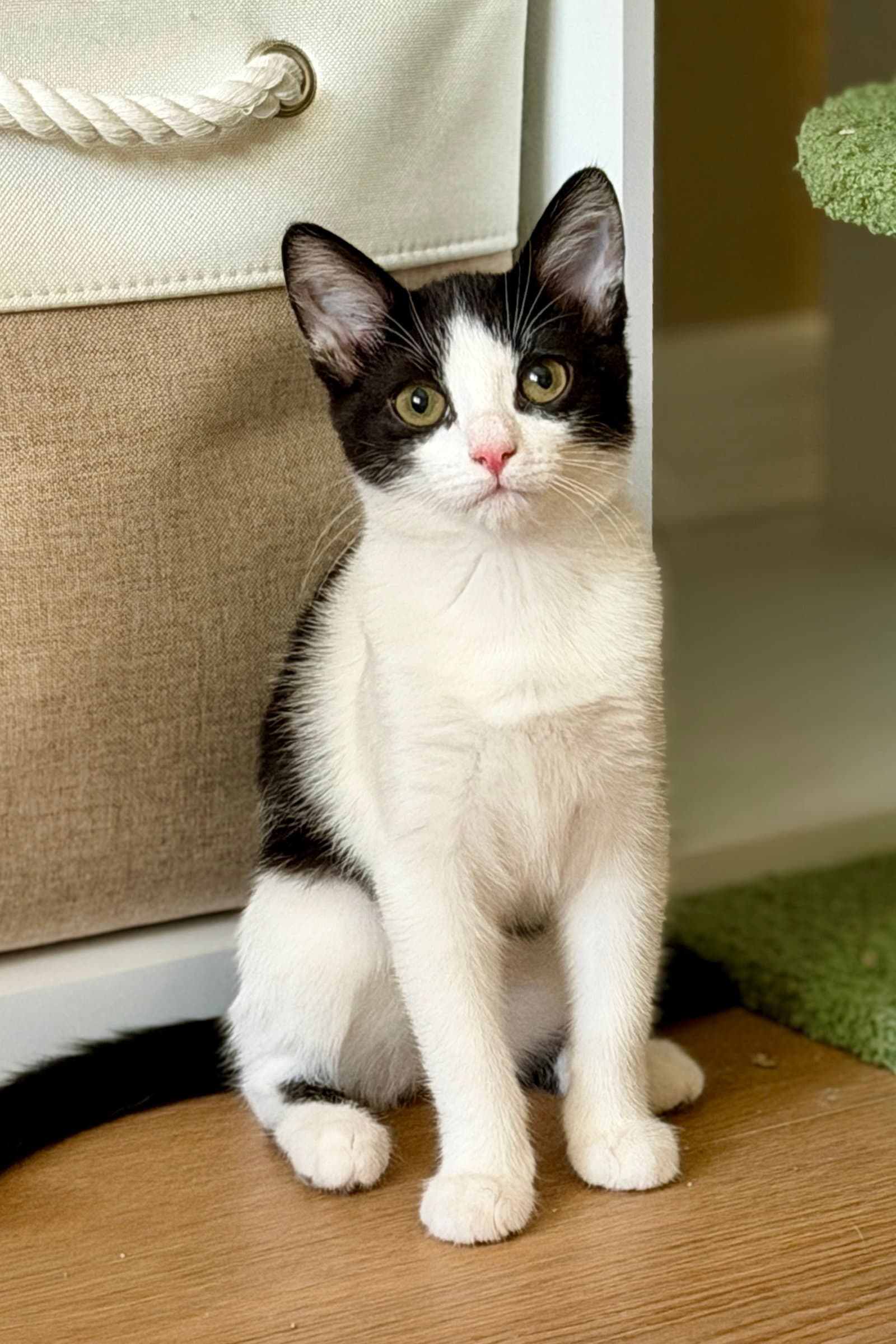 Clover - Domestic Short Hair