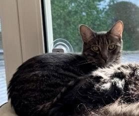 Sully - Domestic Short Hair