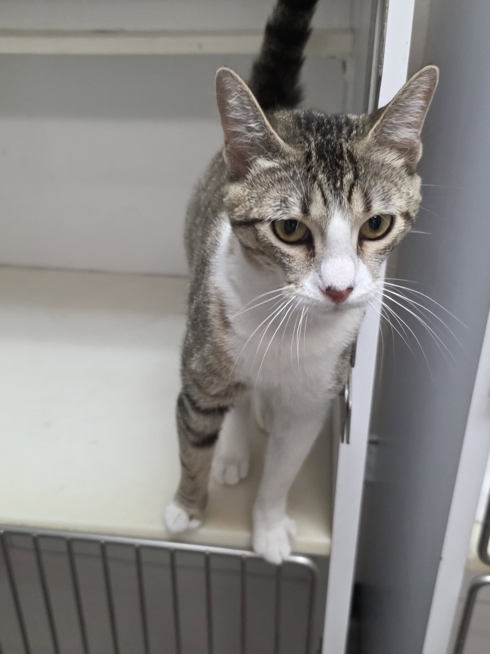 Lucy - Domestic Short Hair