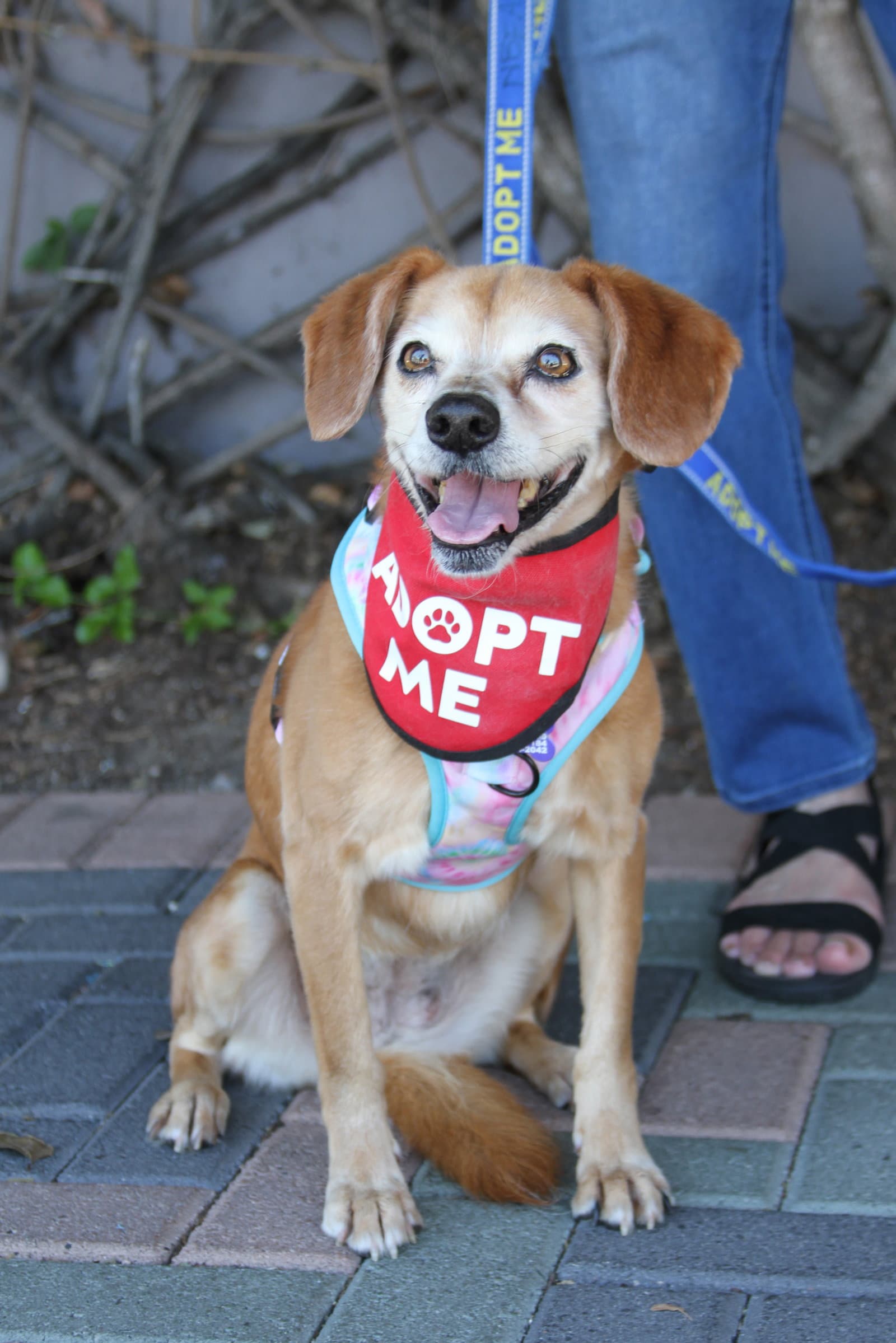 Amber - Beagle