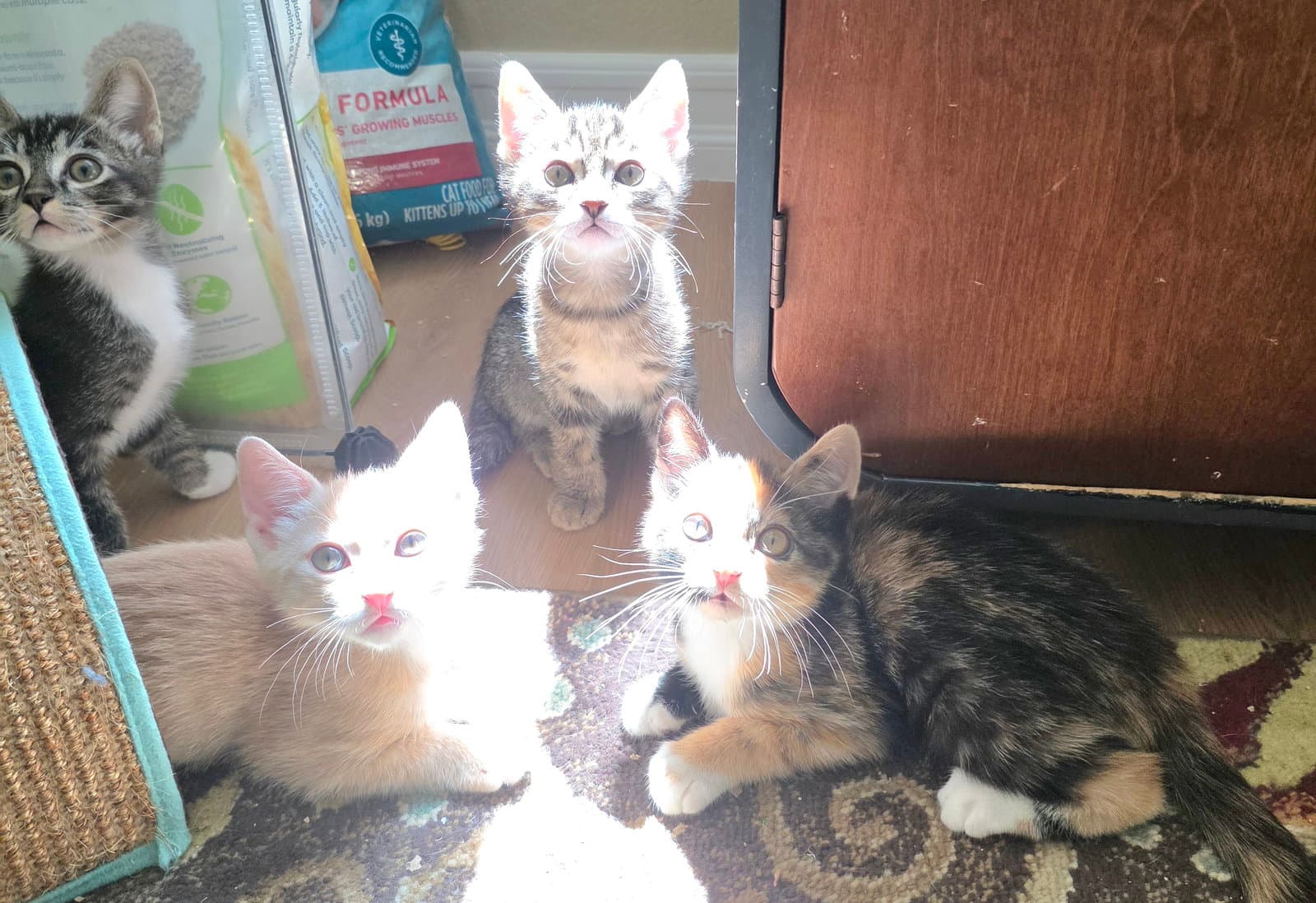 Penne - Domestic Short Hair