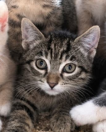 Polenta - Domestic Short Hair