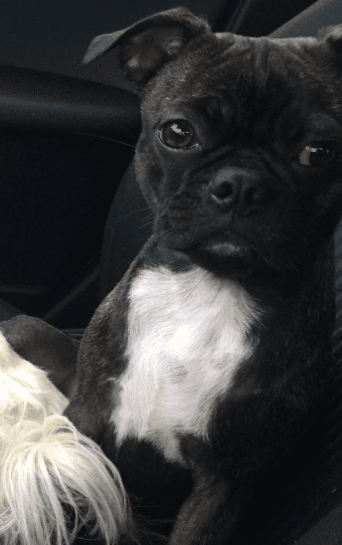 Luna - Boston Terrier