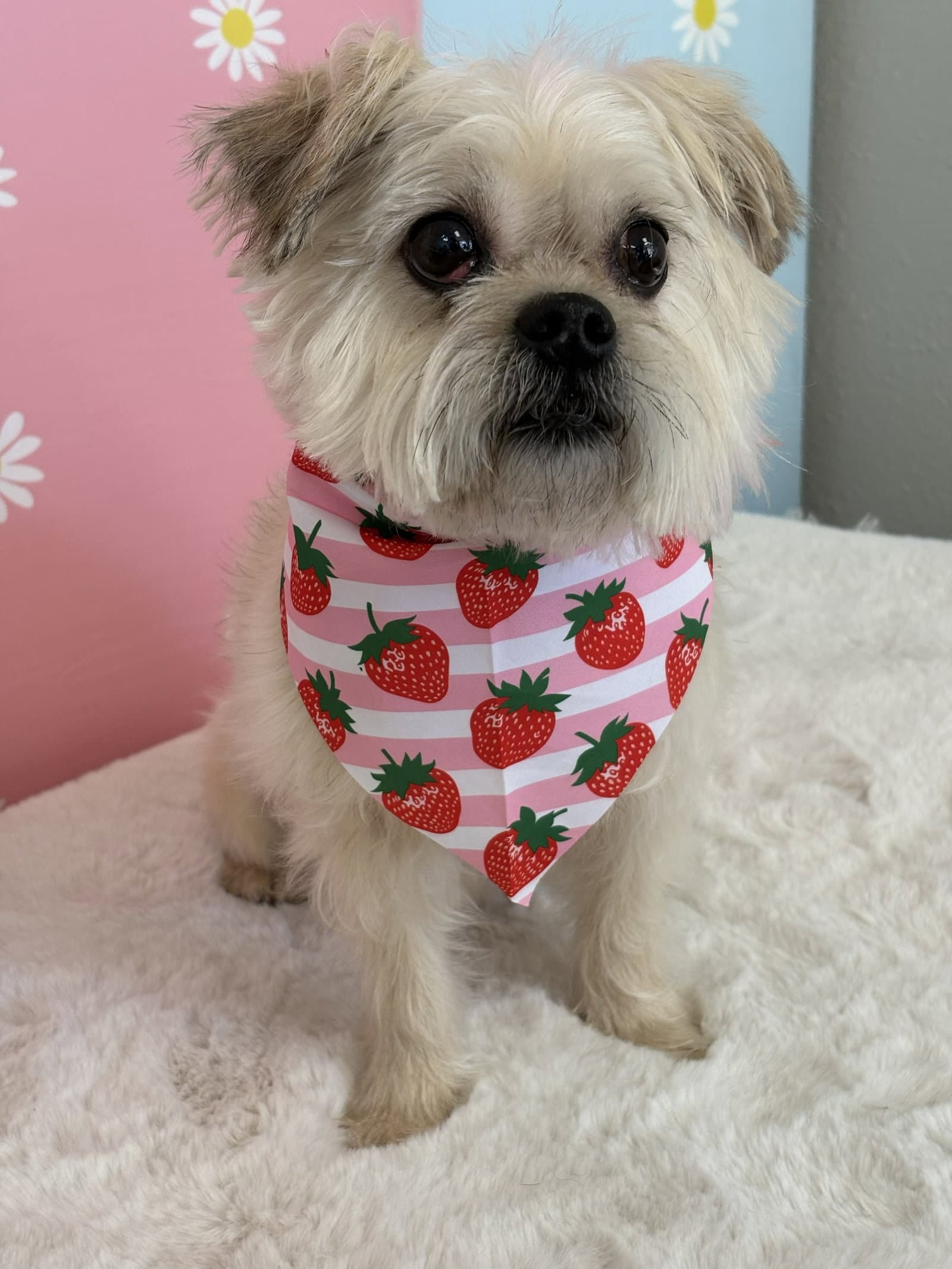 Hazel - Yorkshire Terrier Yorkie