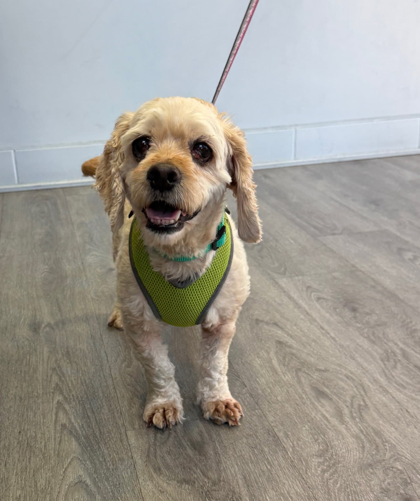 Violet - Cocker Spaniel