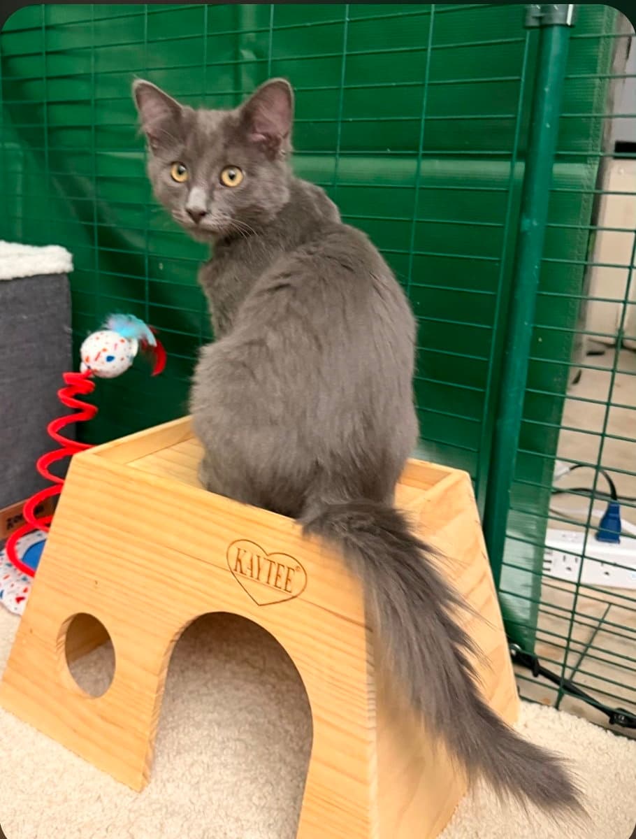 Tornado Green Collar - Domestic Short Hair