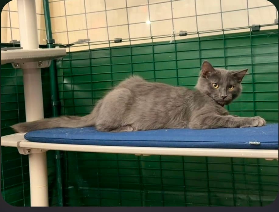 Nimbus Red Collar - Domestic Short Hair