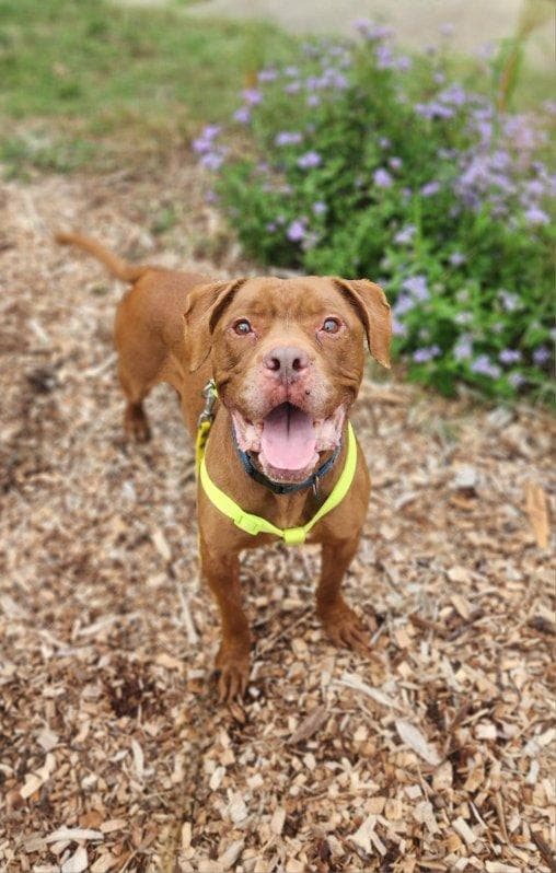 Ernest - Pit Bull Terrier