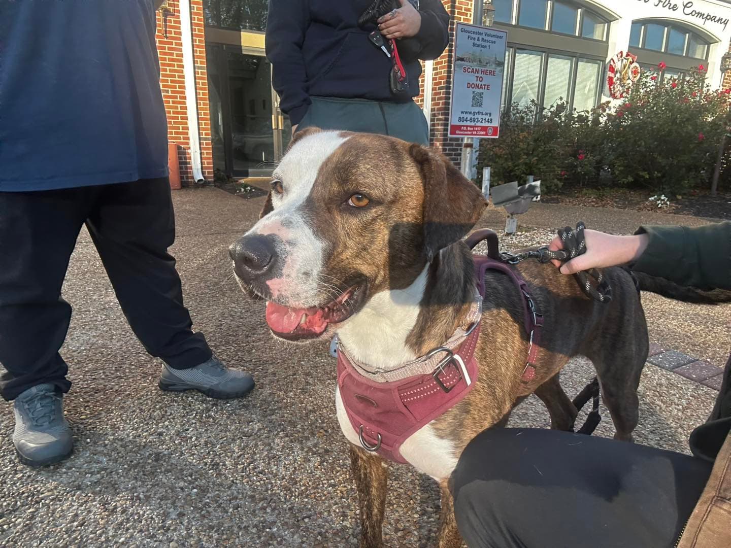 Drama In Gloucester Va - Pit Bull Terrier