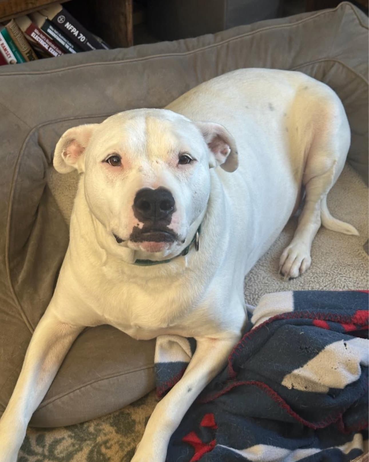 Maurice In Dugspur Va - Pit Bull Terrier