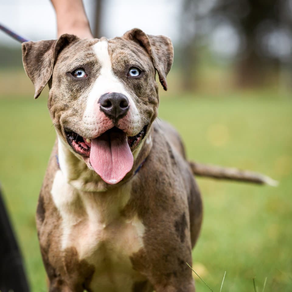 Aspen In Tyner Nc - Pit Bull Terrier