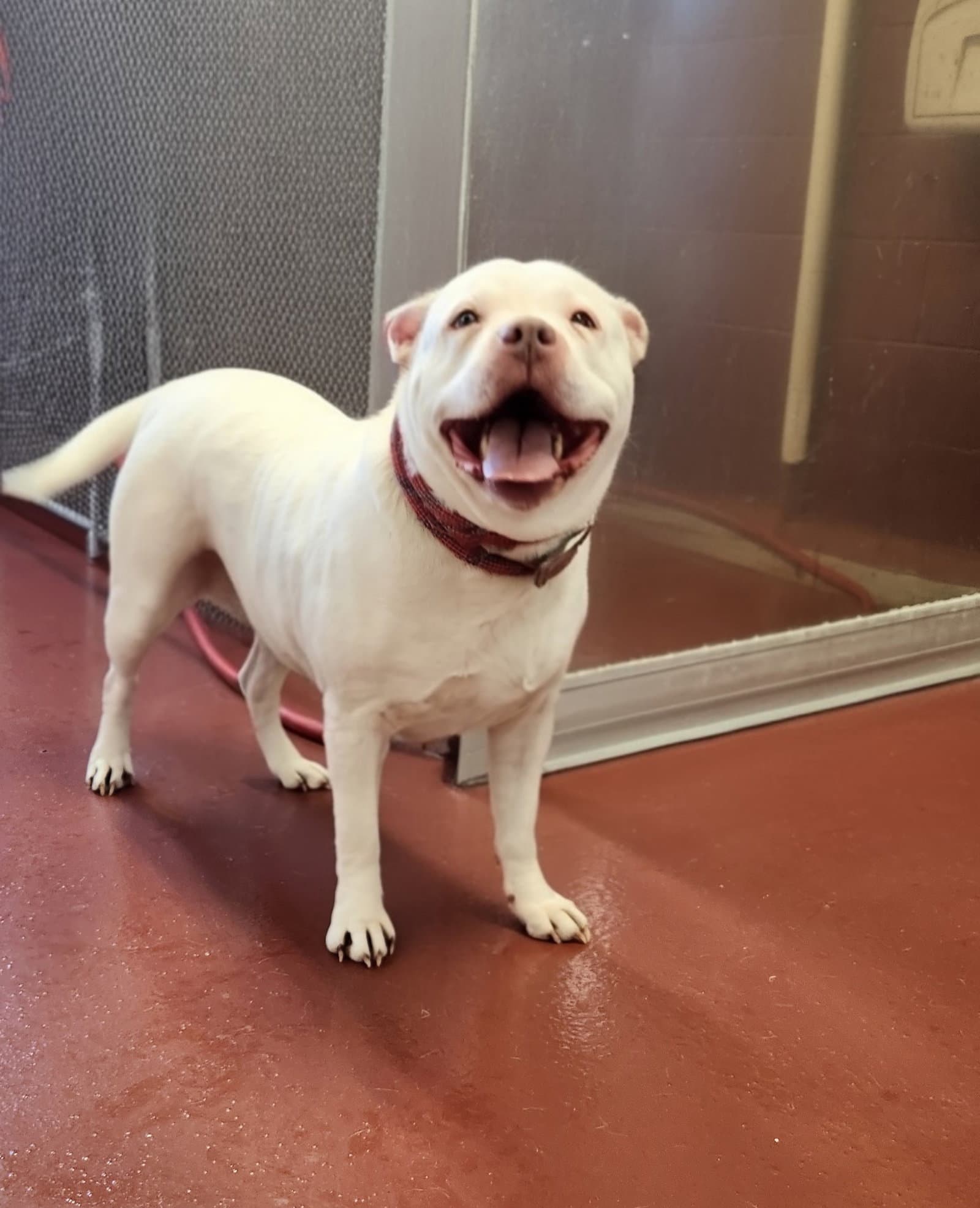 Daisy In Hot Springs Va - Pit Bull Terrier