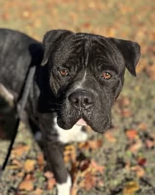 Romeo - Pit Bull Terrier