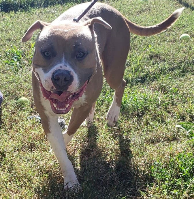 Titus In Tappahannock Va - Pit Bull Terrier