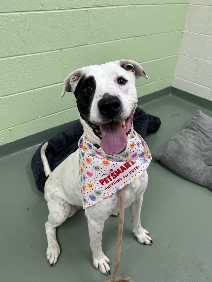 Lani In Verona Va - Pit Bull Terrier