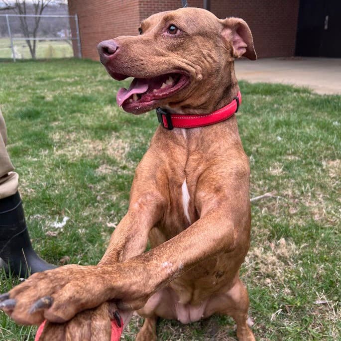 Awna In Verona Va - Pit Bull Terrier