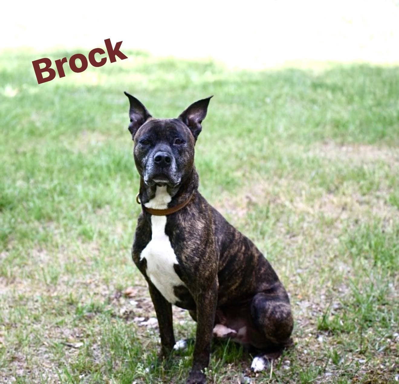 Brock In Pearisburg Va - Boxer