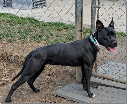 Lily In Blackstone Va - Pit Bull Terrier