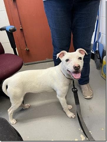 Nieve In Blackstone Va - Pit Bull Terrier