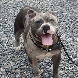 Bluey In Gloucester Va image 1