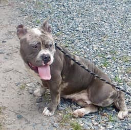 Bluey In Gloucester Va image 2