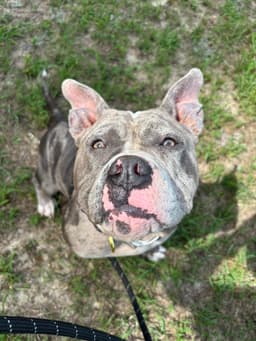 Bluey In Gloucester Va image 3