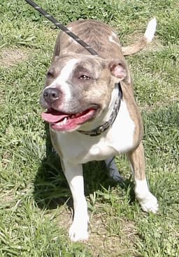 Sadie In Gloucester Va image 1