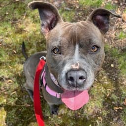 Jazzie In Saluda Va image 1