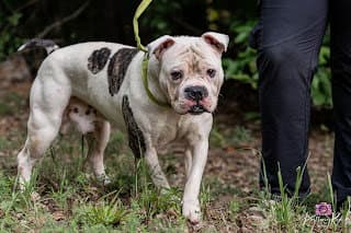 Chance In Powhatan Va - Pit Bull Terrier