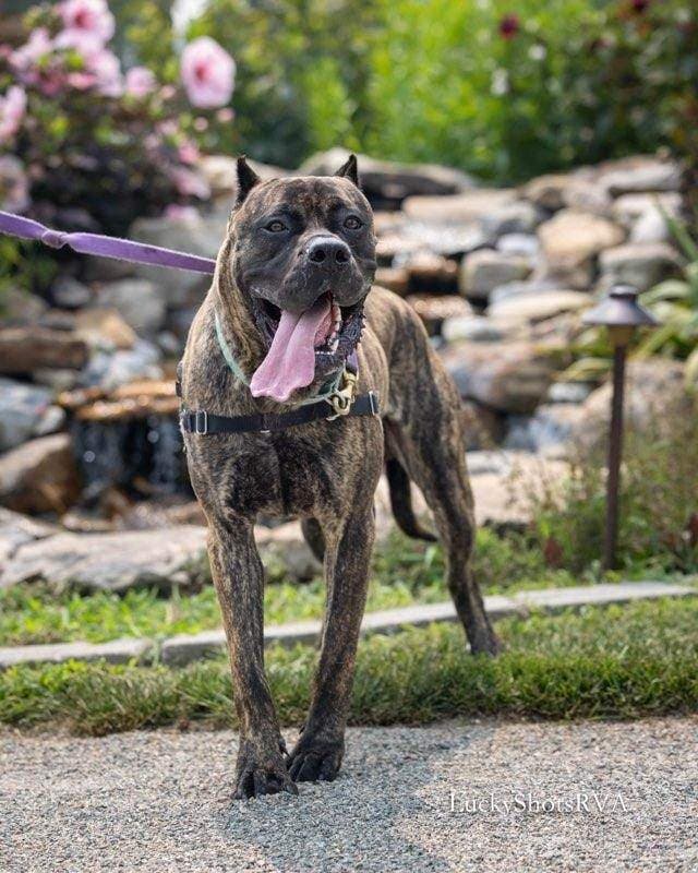 Bear In Powhatan Va - Presa Canario