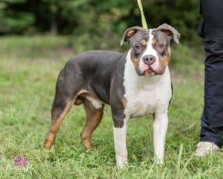 Kolter In Powhatan Va - Pit Bull Terrier
