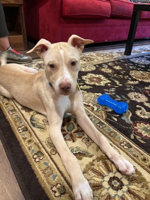Tanner - Pit Bull Terrier