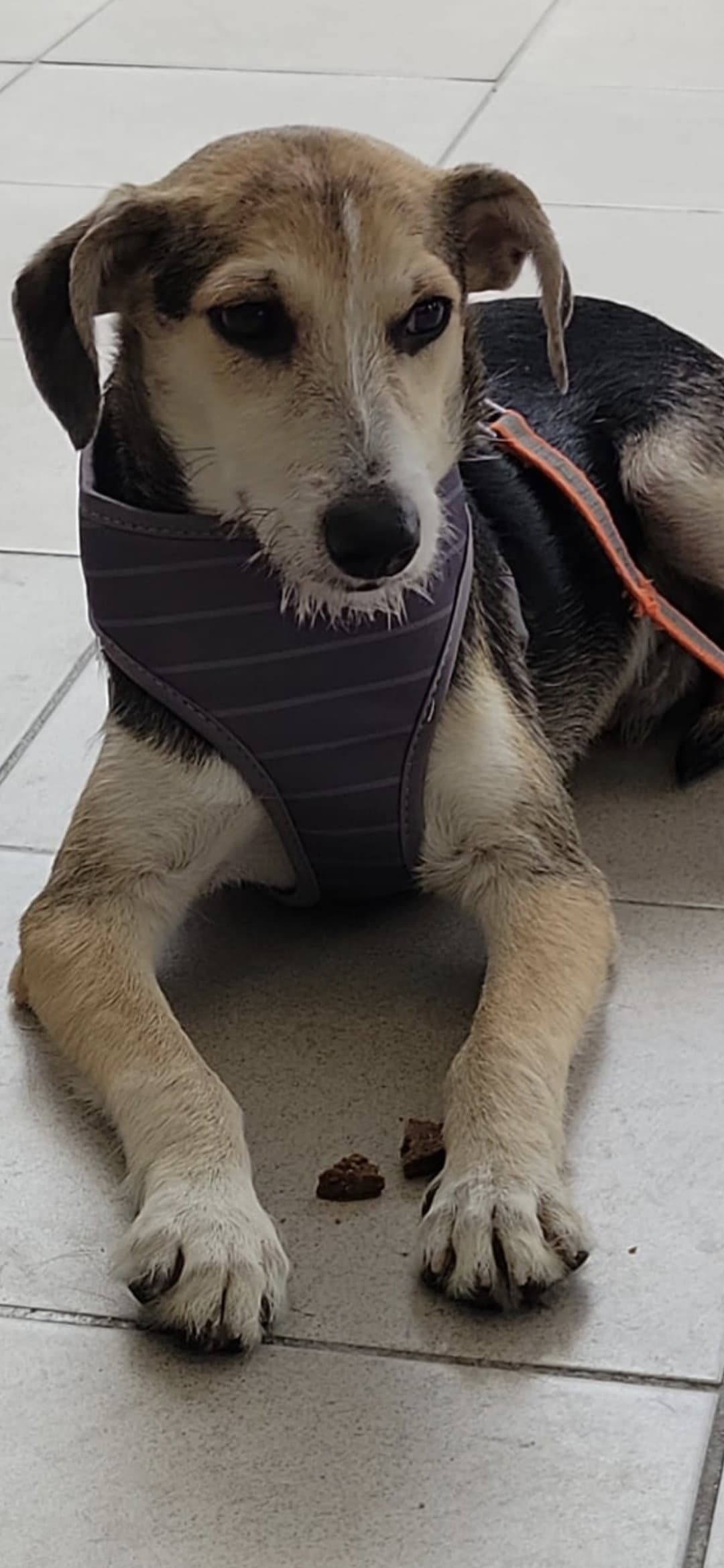 Russell - Jack Russell Terrier