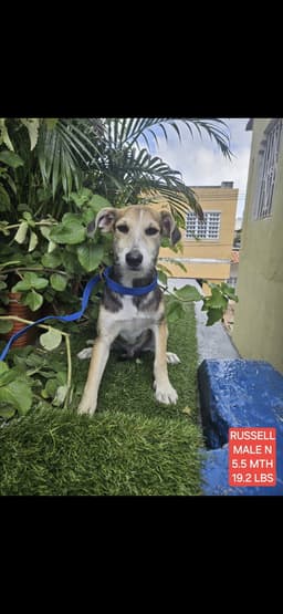 Russell image 3