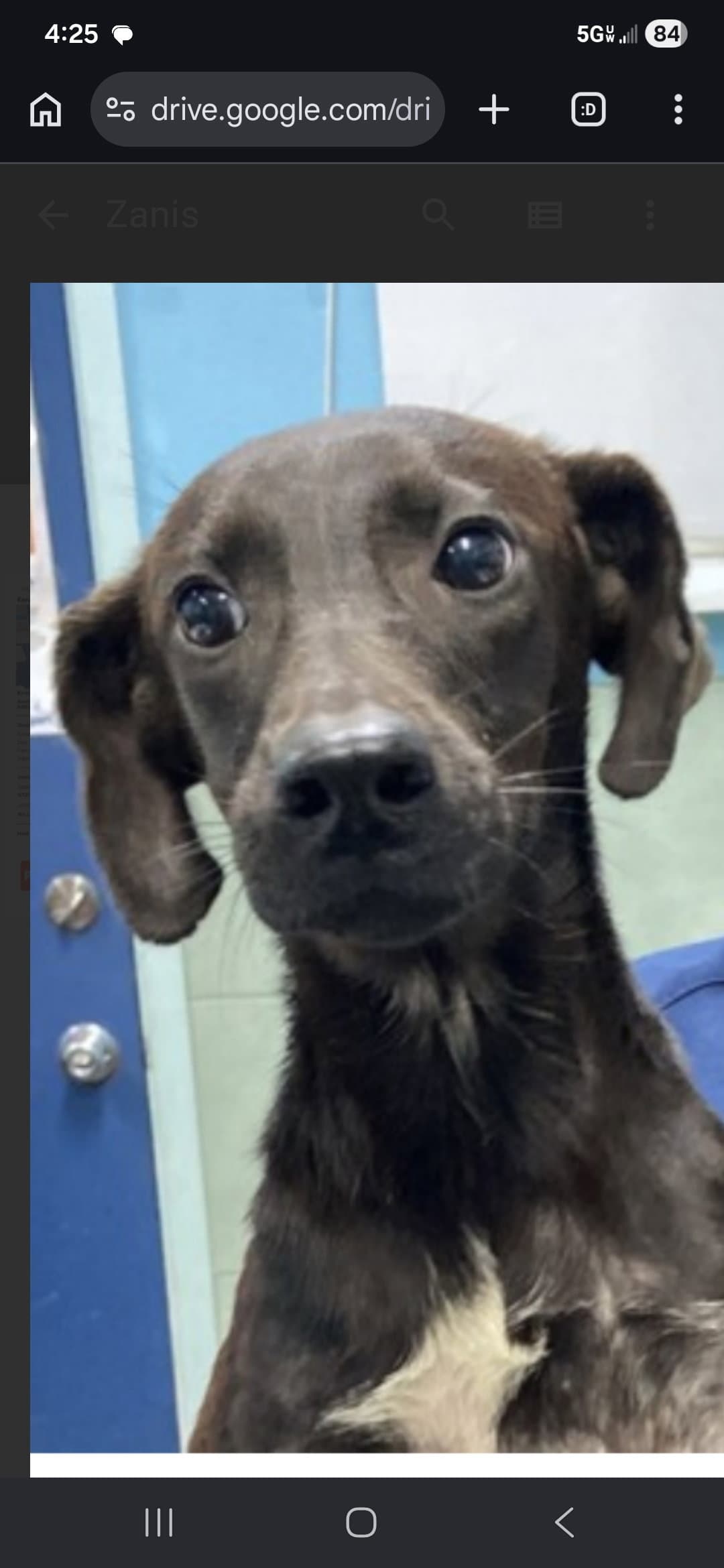 Puff - Labrador Retriever